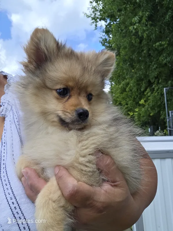 Teddy  – Pomeranian puppy for sale in Greenville, TN