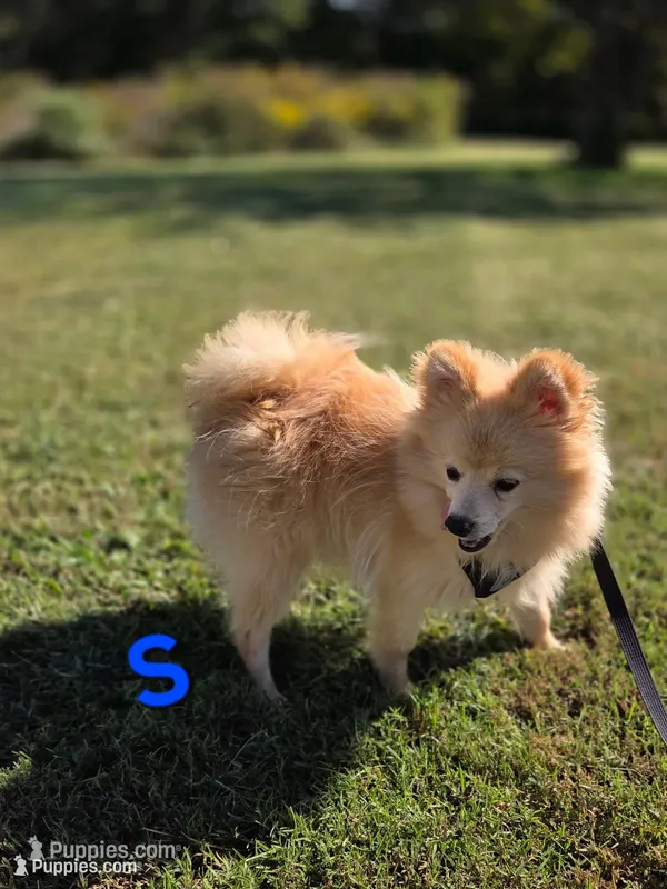 Snickerdoodle – Pomeranian puppy for sale in Mohawk, TN