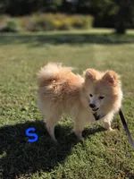 Snickerdoodle, a male Pomeranian for sale in Mohawk, TN – 2 of 10