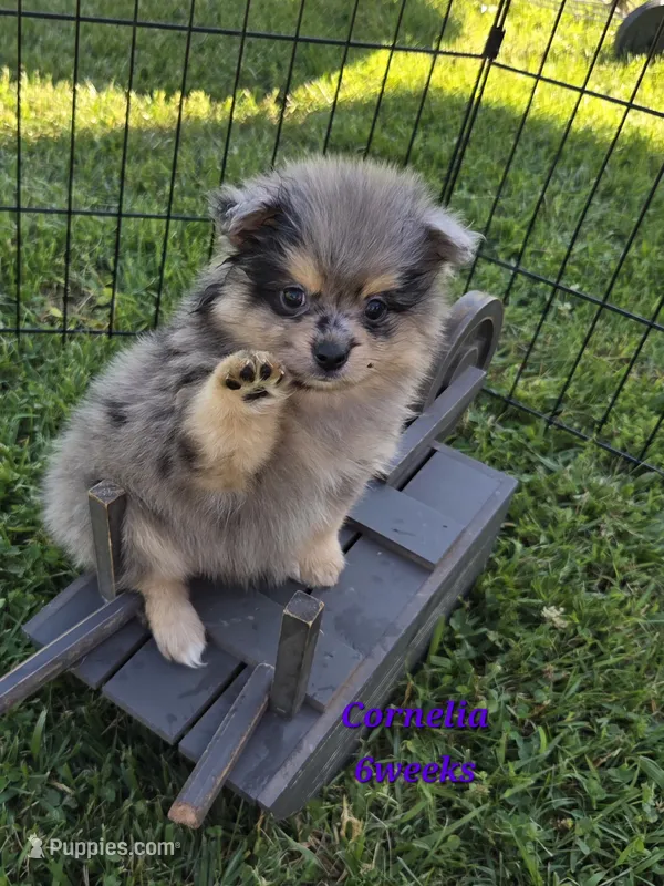 Cornelia  – Pomeranian puppy for sale in Greenville, TN