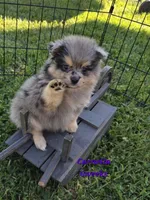 Cornelia , a female Pomeranian for sale in Greenville, TN – 2 of 8