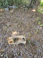 Teddy , a male Pomeranian for sale in Greenville, TN – 3 of 10