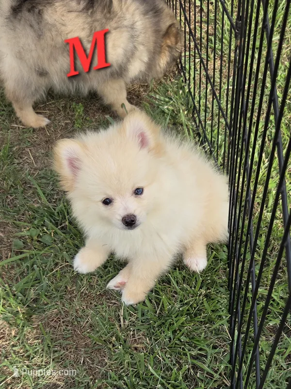 Monstro  – Pomeranian puppy for sale in Greenville, TN