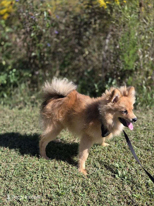 Teddy  – Pomeranian puppy for sale in Mohawk, TN