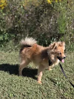 Teddy , a male Pomeranian for sale in Mohawk, TN – 3 of 9