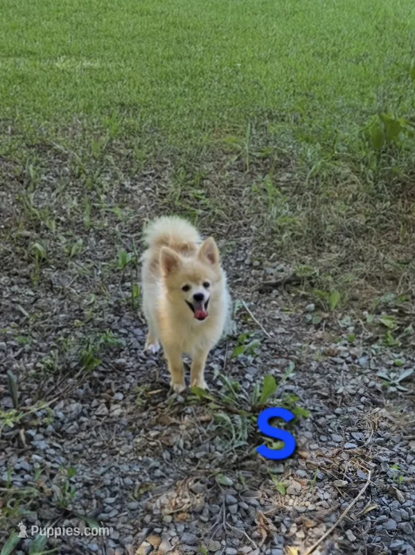 Snickerdoodle – Pomeranian puppy for sale in Mohawk, TN