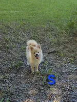 Snickerdoodle, a male Pomeranian for sale in Mohawk, TN – 5 of 10