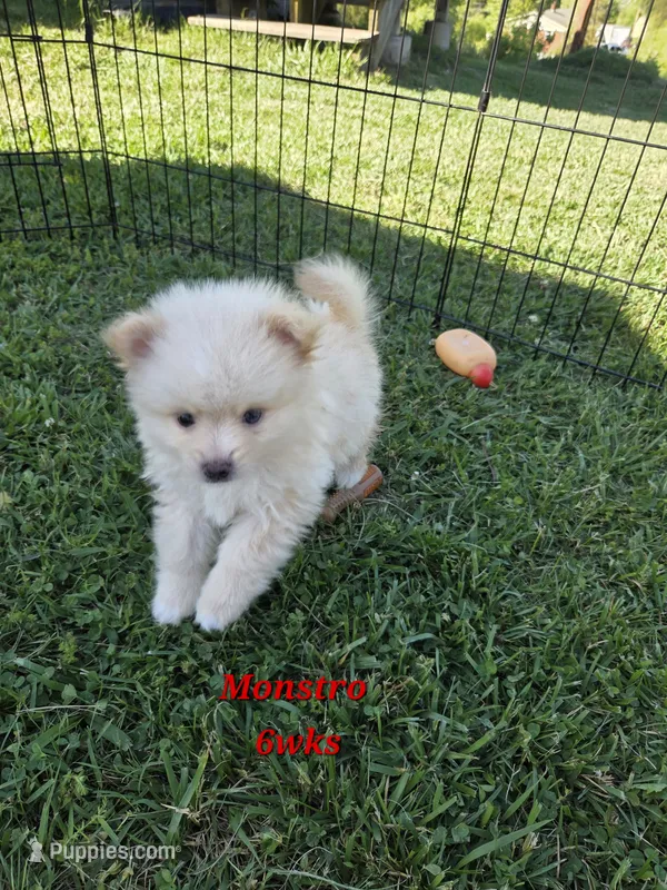 Monstro  – Pomeranian puppy for sale in Greenville, TN