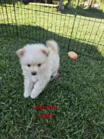 Monstro , a male Pomeranian for sale in Greenville, TN – 1 of 9
