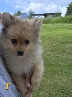 Teddy , a male Pomeranian for sale in Greenville, TN – 5 of 10