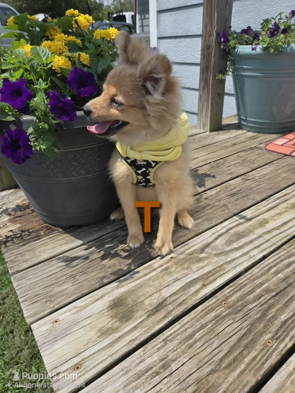 Teddy  – Pomeranian puppy for sale in Mohawk, TN