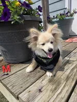 Monstro , a male Pomeranian for sale in Mohawk, TN – 4 of 10