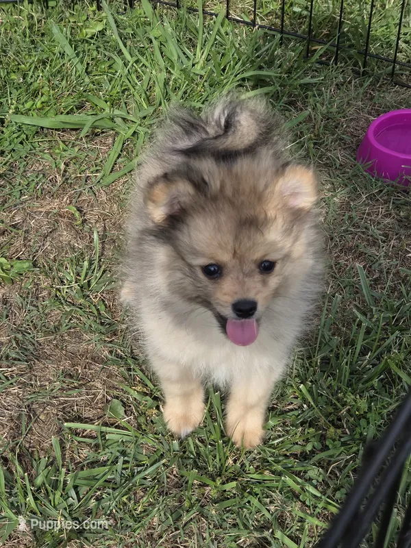 Teddy  – Pomeranian puppy for sale in Greenville, TN