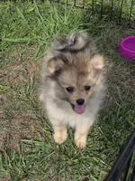 Teddy , a male Pomeranian for sale in Greenville, TN – 7 of 10