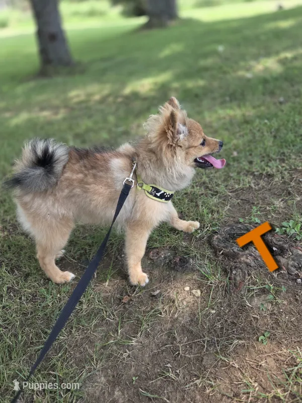 Teddy  – Pomeranian puppy for sale in Mohawk, TN