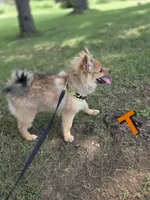 Teddy , a male Pomeranian for sale in Mohawk, TN – 3 of 10