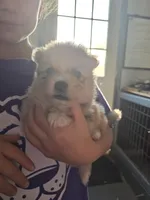 Pennyworth, a female Pomeranian for sale in Greenville, TN – Photo 5 of 10