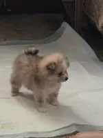 Pennyworth, a female Pomeranian for sale in Greenville, TN – Photo 6 of 10