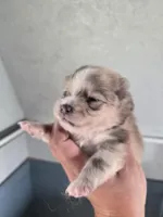 Pennyworth, a female Pomeranian for sale in Greenville, TN – Photo 8 of 10