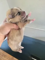 Pennyworth, a female Pomeranian for sale in Greenville, TN – Photo 10 of 10