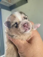 Pennyworth, a female Pomeranian for sale in Greenville, TN – Photo 9 of 10