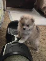 Pennyworth, a female Pomeranian for sale in Greenville, TN – Photo 1 of 10