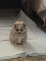 Pennyworth, a female Pomeranian for sale in Greenville, TN – Photo 3 of 10