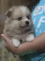 Pennyworth, a female Pomeranian for sale in Greenville, TN – Photo 2 of 10