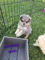 Cornelia , a female Pomeranian for sale in Greenville, TN – 1 of 8