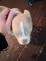 Leo, a male American Bully for sale in Sterling, IL – Photo 4 of 6