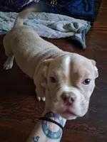 Leo, a male American Bully for sale in Sterling, IL – Photo 5 of 6