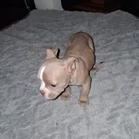 Leo, a male American Bully for sale in Sterling, IL – Photo 2 of 6