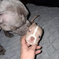 Leo, a male American Bully for sale in Sterling, IL – Photo 1 of 6