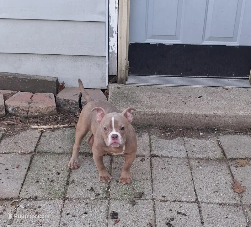 Leo – American Bully puppy for sale in Sterling, IL