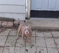 Leo, a male American Bully for sale in Sterling, IL – Photo 1 of 7