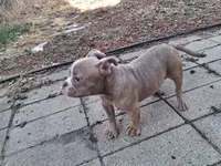 Leo, a male American Bully for sale in Sterling, IL – Photo 6 of 7