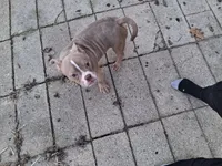 Leo, a male American Bully for sale in Sterling, IL – Photo 5 of 7