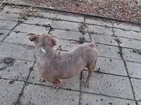 Leo, a male American Bully for sale in Sterling, IL – Photo 7 of 7