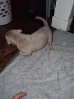 Lumus, a male American Bully for sale in Sterling, IL – Photo 1 of 4