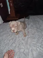 Lumus, a male American Bully for sale in Sterling, IL – Photo 4 of 4