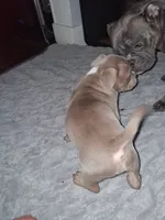 Lobo, a male American Bully for sale in Sterling, IL – Photo 2 of 3