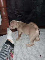 Lobo, a male American Bully for sale in Sterling, IL – Photo 3 of 3