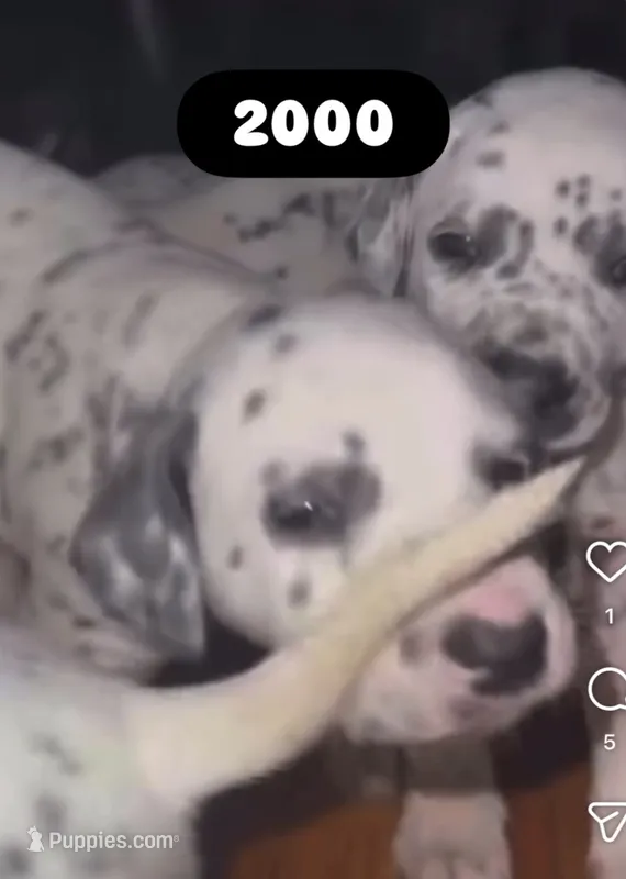 Marco – Dalmatian puppy for sale in Philadelphia, PA