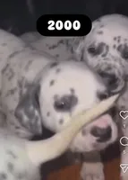 Marco, a male Dalmatian for sale in Philadelphia, PA – 1 of 1