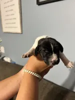 Girl #5, a female German Shorthaired Pointer for sale in Vass, NC – 1 of 4