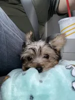 Boy 1, a male Yorkshire Terrier for sale in Vass, NC – 2 of 3