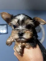 Boy 1, a male Yorkshire Terrier for sale in Vass, NC – 3 of 3