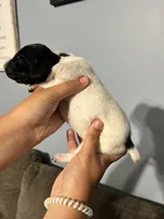 Girl #5, a female German Shorthaired Pointer for sale in Vass, NC – 4 of 4