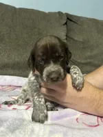 Girl #7, a female German Shorthaired Pointer for sale in Vass, NC – 2 of 5