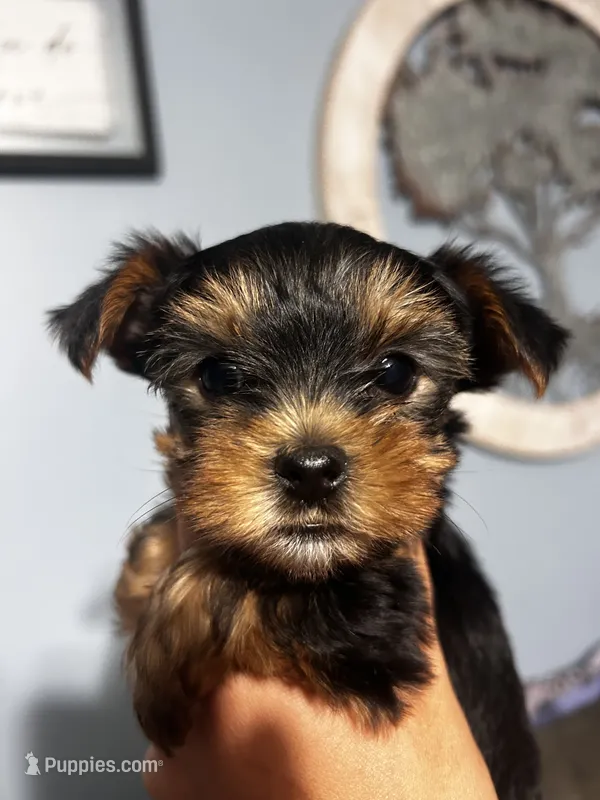 Girl 2 – Yorkshire Terrier puppy for sale in Vass, NC